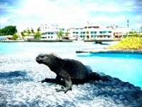 Marine Iguana (Photo Credit - WorldVets)