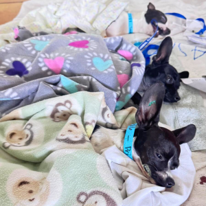 Guatemala Nov 2025 (18)