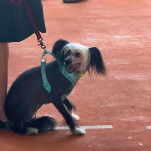 Corozal Belize March 2026 (20)