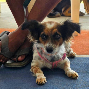 Corozal Belize March 2026 (22)