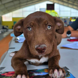 Corozal Belize March 2026 (37)