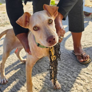 Corozal Belize March 2026 (38)