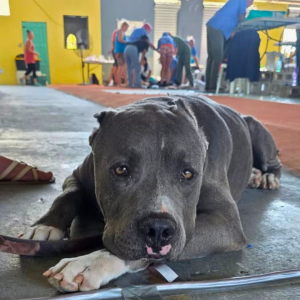 Corozal Belize March 2026 (48)