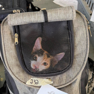 Corozal Belize March 2026 (55)