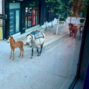 Albania Jun 2026 (49)
